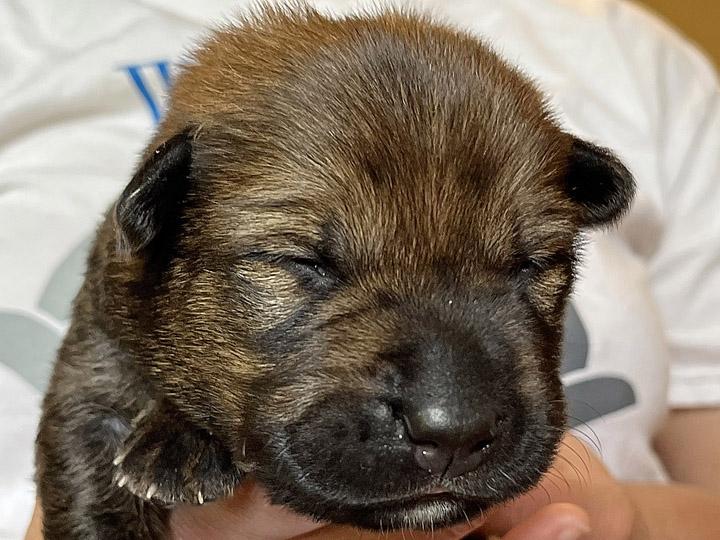 chinook puppy